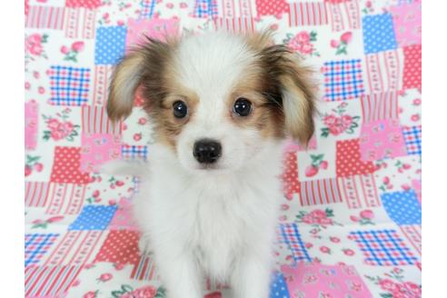 成約済の千葉県のパピヨン-71125の4枚目