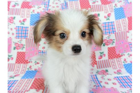 成約済の千葉県のパピヨン-71125の3枚目