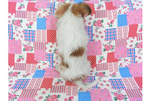 成約済の千葉県のパピヨン-71125の2枚目