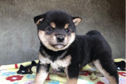 成約済の山梨県の柴犬-71664