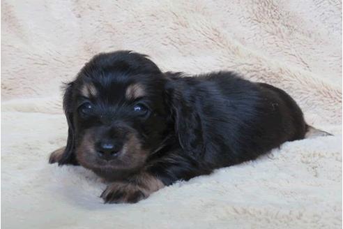 子犬