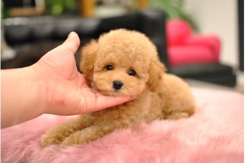 成約済の茨城県のタイニープードル-72620の4枚目