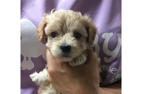 成約済の静岡県のマルプー:マルチーズ×トイプードル-71329の4枚目