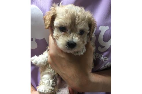 成約済の静岡県のマルプー:マルチーズ×トイプードル-71329の3枚目