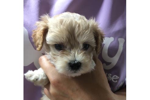 成約済の静岡県のマルプー:マルチーズ×トイプードル-71329の2枚目