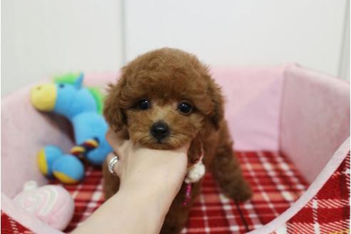 子犬