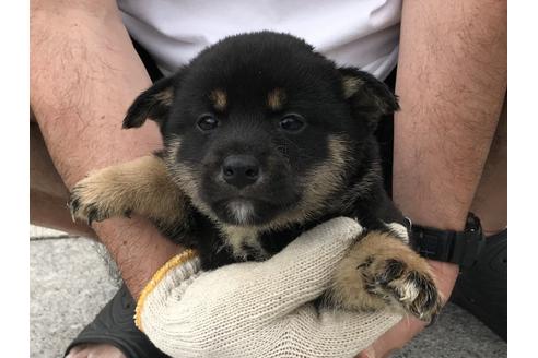 成約済の長崎県の柴犬-72097の1枚目