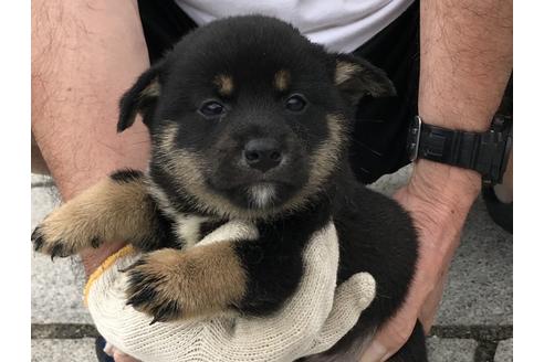 成約済の長崎県の柴犬-72097の5枚目