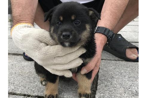 成約済の長崎県の柴犬-72097の3枚目