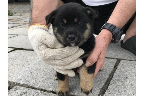 成約済の長崎県の柴犬-72097の2枚目