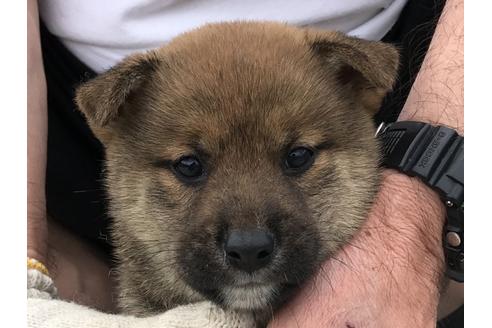 成約済の長崎県の柴犬-72098の1枚目