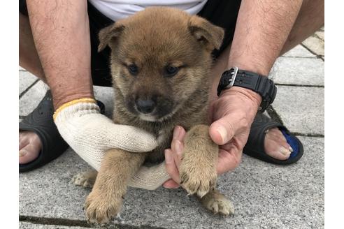 成約済の長崎県の柴犬-72098の5枚目