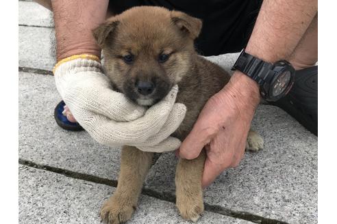 成約済の長崎県の柴犬-72098の4枚目