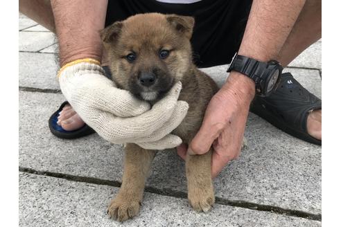 成約済の長崎県の柴犬-72098の3枚目