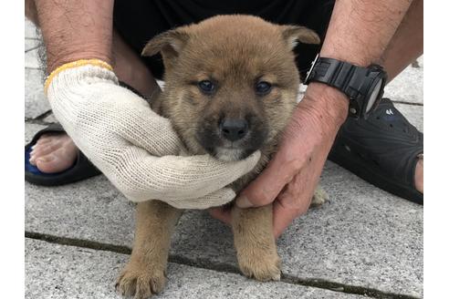 成約済の長崎県の柴犬-72098の2枚目