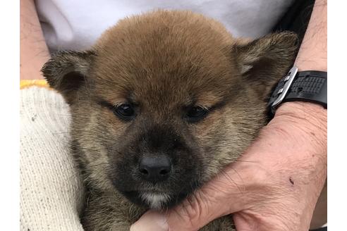 成約済の長崎県の柴犬-72099の10枚目