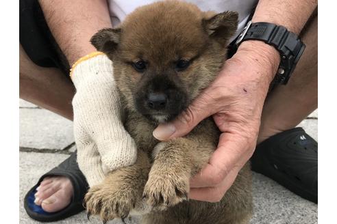 成約済の長崎県の柴犬-72099の9枚目