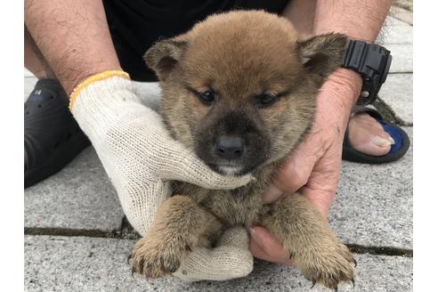 成約済の長崎県の柴犬-72099の8枚目