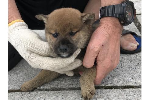 成約済の長崎県の柴犬-72099の7枚目