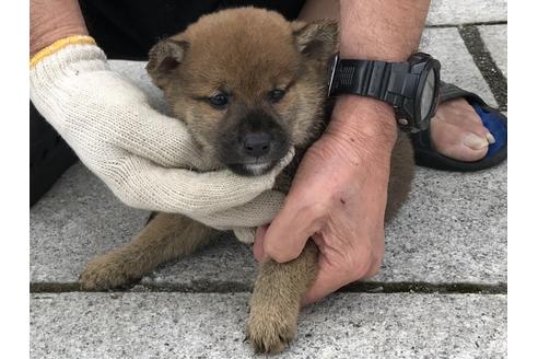 成約済の長崎県の柴犬-72099の6枚目