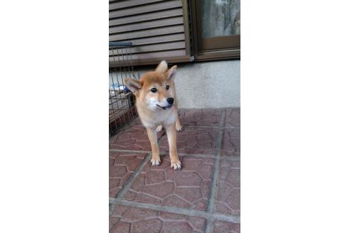 成約済の鹿児島県の柴犬-73190の1枚目