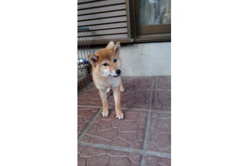 成約済の鹿児島県の柴犬-73190の4枚目