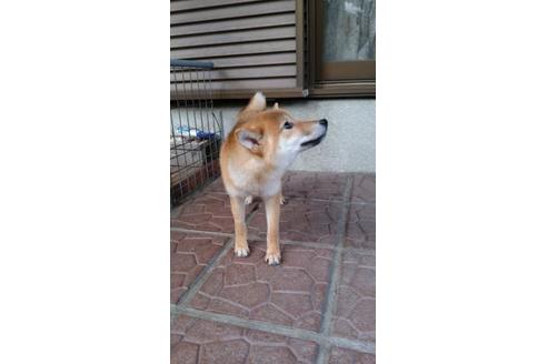 成約済の鹿児島県の柴犬-73190の2枚目