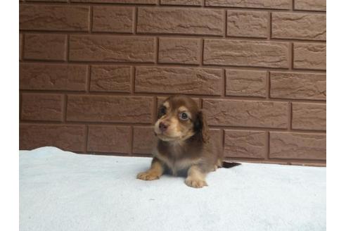 成約済の埼玉県のカニンヘンダックスフンド(ロングヘアード)-73210の6枚目