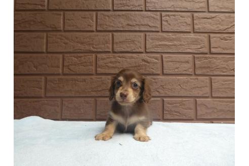 成約済の埼玉県のカニンヘンダックスフンド(ロングヘアード)-73210の5枚目