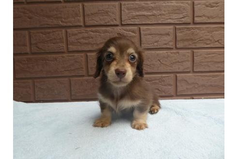 成約済の埼玉県のカニンヘンダックスフンド(ロングヘアード)-73210の4枚目