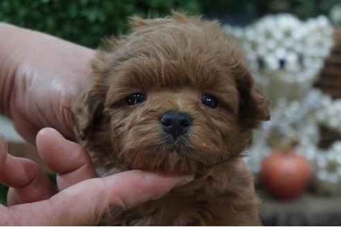 成約済の京都府のミックス犬-73212の1枚目