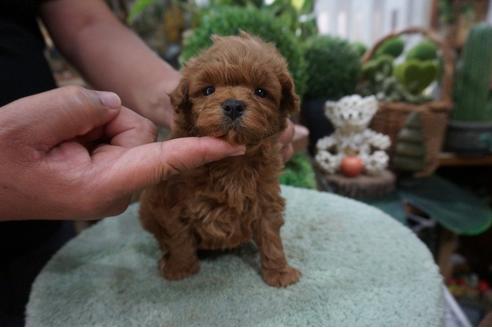 成約済の京都府のミックス犬-73212の3枚目