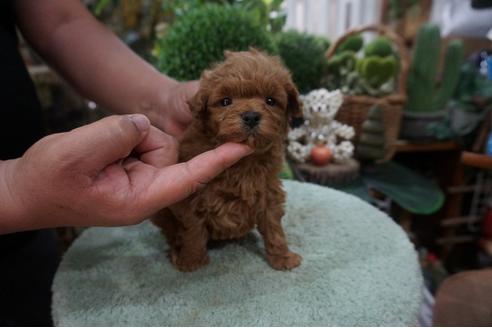 成約済の京都府のミックス犬-73212の2枚目