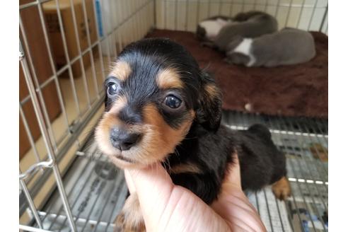 成約済の愛知県のカニンヘンダックスフンド(ロングヘアード)-73229