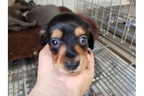 成約済の愛知県のカニンヘンダックスフンド(ロングヘアード)-73229の4枚目