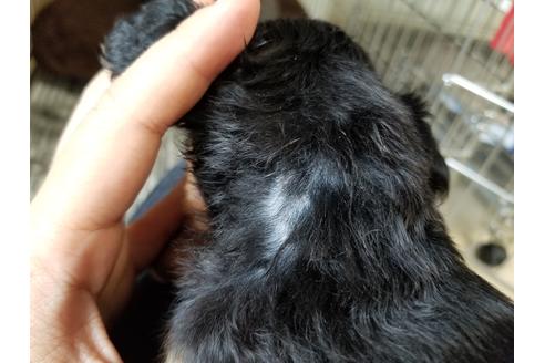 成約済の愛知県のカニンヘンダックスフンド(ロングヘアード)-73229の3枚目