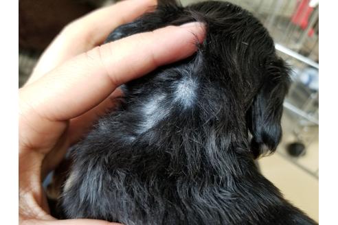 成約済の愛知県のカニンヘンダックスフンド(ロングヘアード)-73229の2枚目