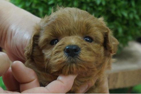 成約済の京都府のミックス犬-73241の1枚目