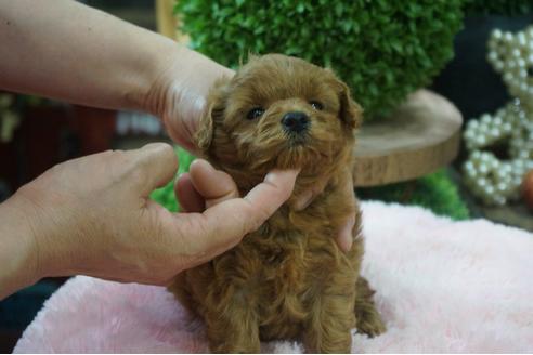 成約済の京都府のミックス犬-73241の3枚目