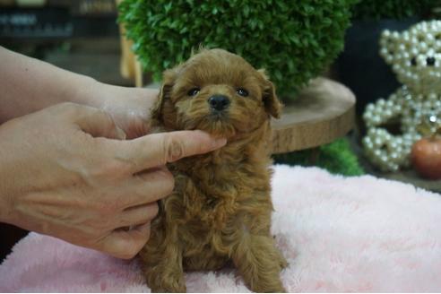 成約済の京都府のミックス犬-73241の2枚目