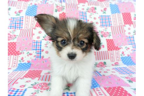 成約済の千葉県のパピヨン-73262の1枚目