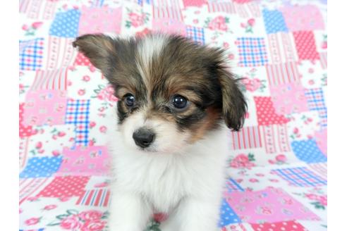 成約済の千葉県のパピヨン-73262の4枚目