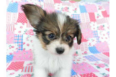 成約済の千葉県のパピヨン-73262の3枚目