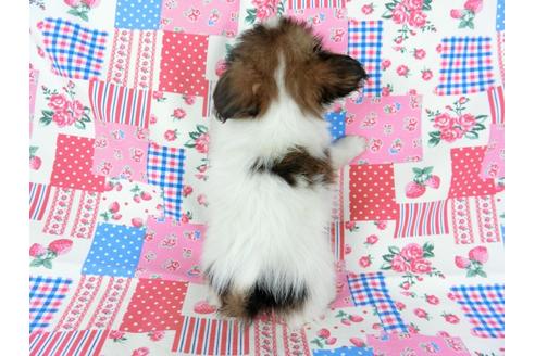 成約済の千葉県のパピヨン-73262の2枚目