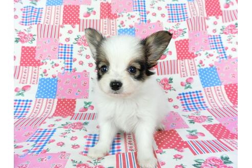 成約済の千葉県のパピヨン-73264