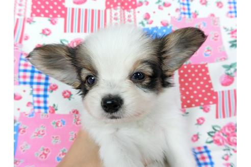 成約済の千葉県のパピヨン-73264の4枚目