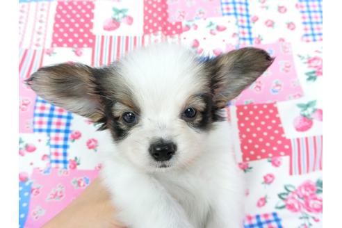 成約済の千葉県のパピヨン-73264の3枚目