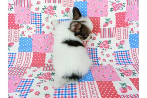 成約済の千葉県のパピヨン-73264の2枚目