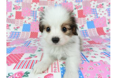 成約済の千葉県のパピヨン-73265の10枚目