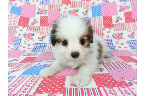 成約済の千葉県のパピヨン-73265の9枚目